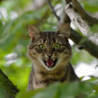 Tax Preparer Penalties: Who, me??