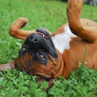 RMD Rollover Extended to August 31, 2020