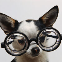 Welcome to the Dog Days of Summer