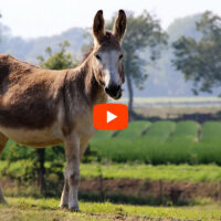 Ugly Donkeys Get Beautiful Results in Tax Court