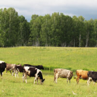 Deducting Residual (Excess) Soil Fertility – Does the Concept Apply to Pasture/Rangeland?